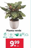 Oferta de Plantas por 9,99€ en Lidl