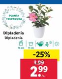 Oferta de Plantas con flor por 2,99€ en Lidl