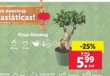 Oferta de Ficus ginseng por 5,99€ en Lidl