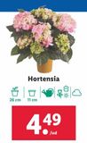 Oferta de Hortensia por 4,49€ en Lidl