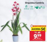 Oferta de Orquídeas por 9,99€ en Lidl