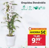 Oferta de Orquídeas por 9,99€ en Lidl