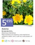 Oferta de Plantas con flor por 5,95€ en Jardiland