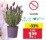 Oferta de Lavanda por 1,99€ en Lidl