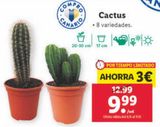 Oferta de Cactus por 9,99€ en Lidl