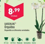Oferta de Orquídeas por 8,99€ en ALDI