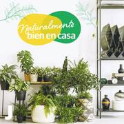 Oferta de Precios redondos en plantas para tu hogar por 